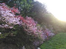 山花爛漫